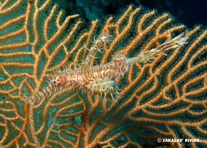 Photos plongée macro plateaux à Nosy Be Madagascar